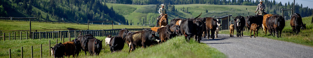 Waldron-Cattle-Drive.jpg