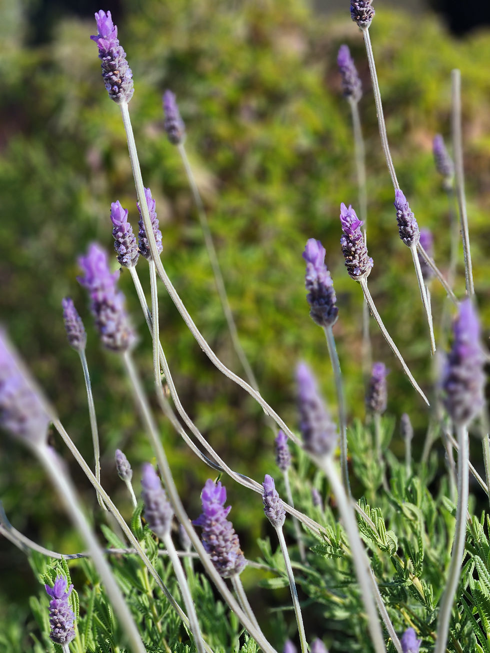Thumbnail: Lavender Knot Garden