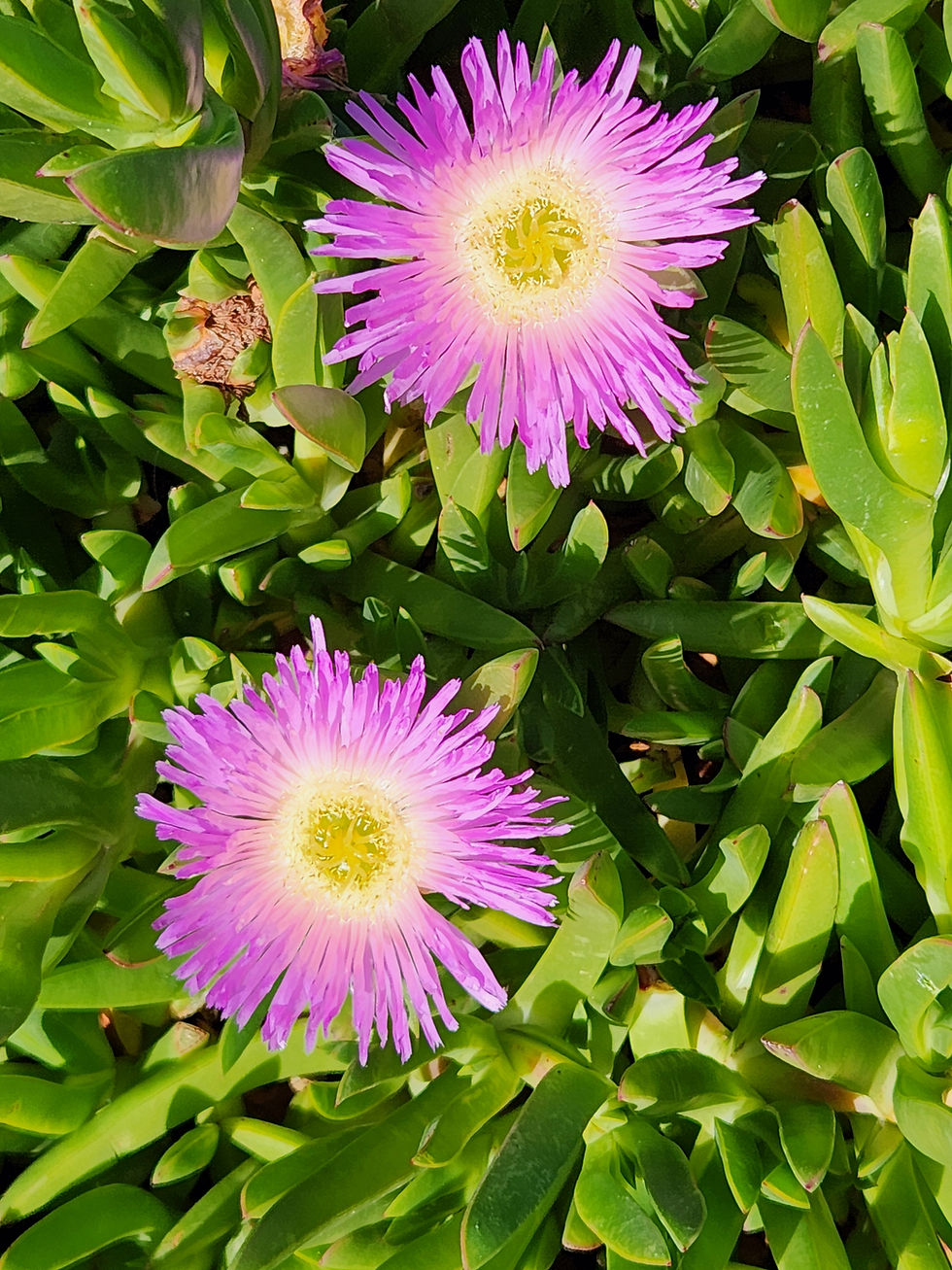 Thumbnail: Blossoms by the Bay