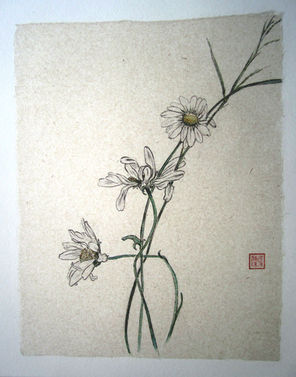 Daisies
36 x 38 cm   
mount 52 x 43.5 cm