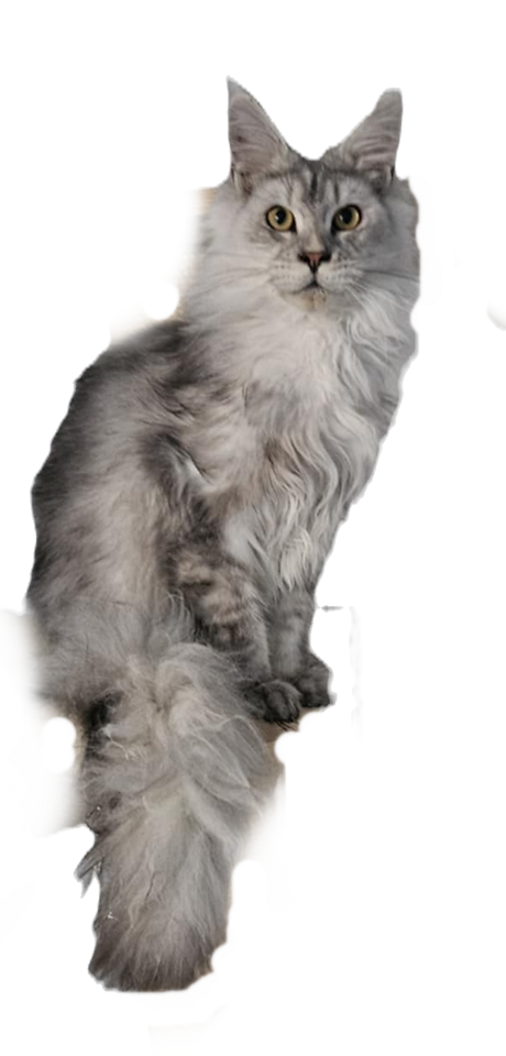 aaa8316f-e5cb-4671-b593-cd215aa46d35_edited.png