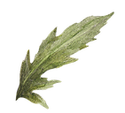 Leaf