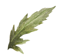 Leaf