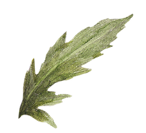 feuille