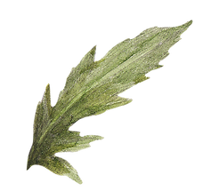 feuille 