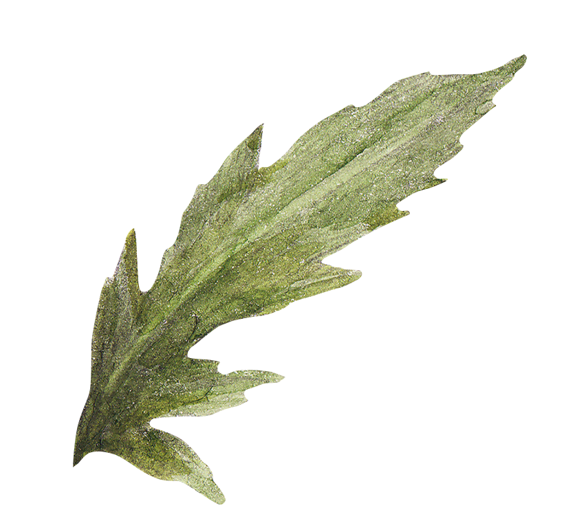 illustration of a leaf