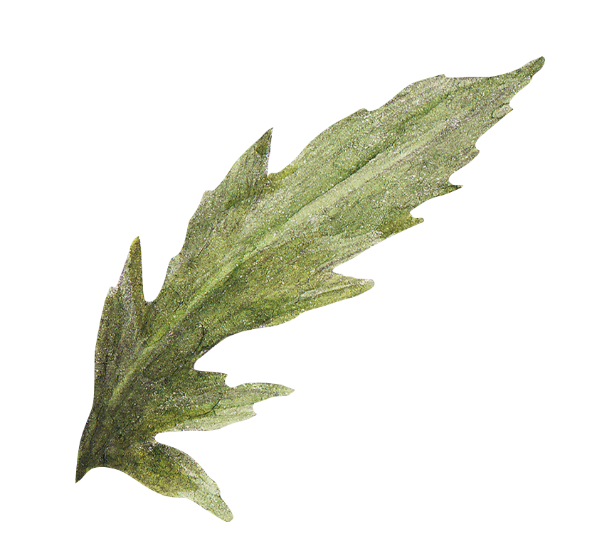 illustration of a leaf