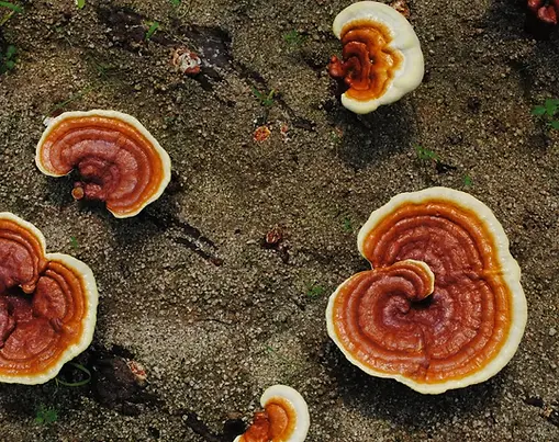 Reishi