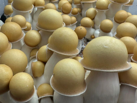 Can Psilocybin Support Cancer Patients Facing Anxiety and Depression?