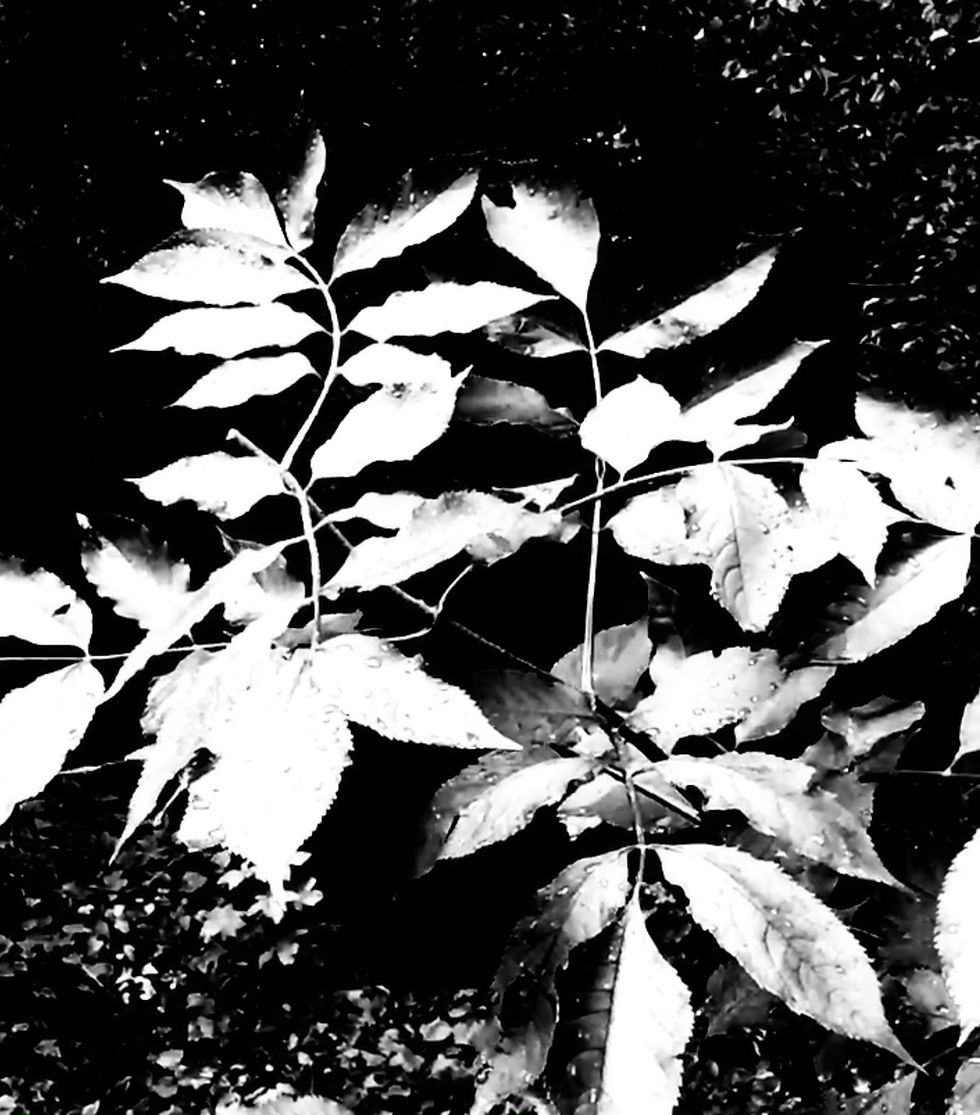 Photo: Callias Foundation