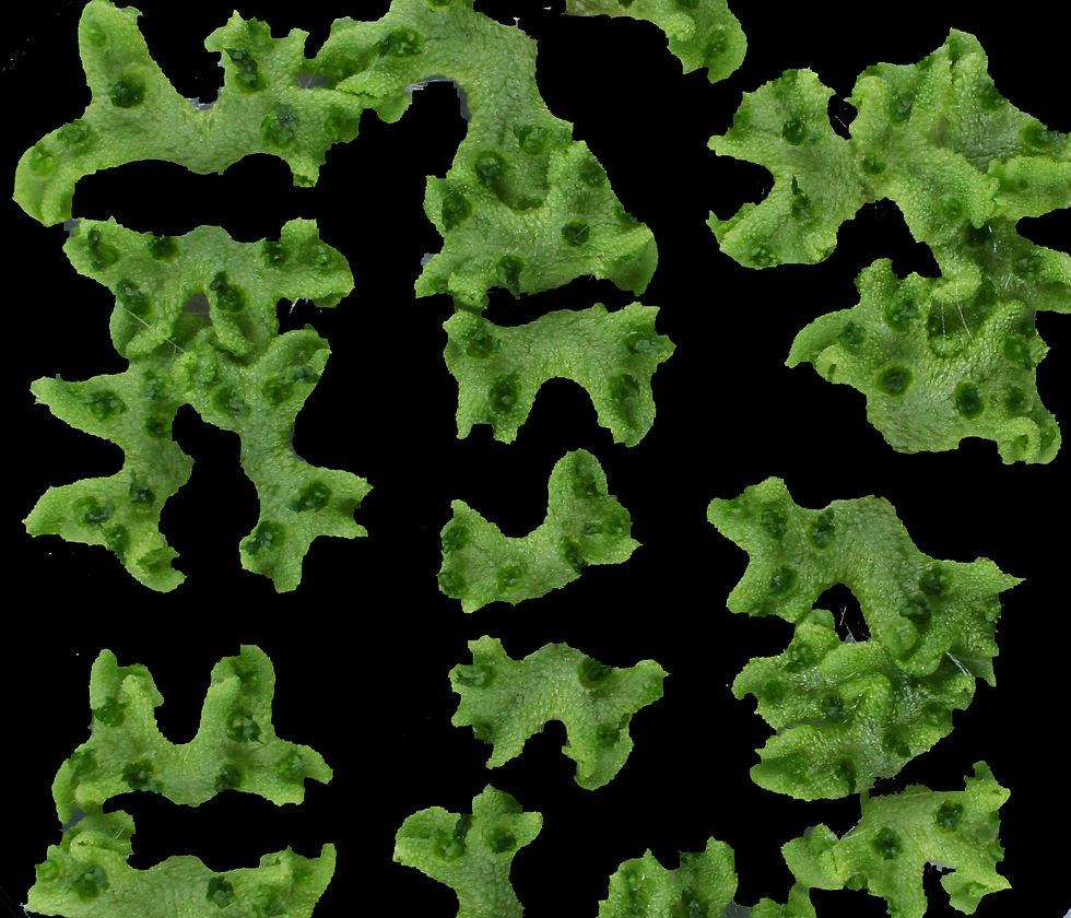Marchantia wt_edited.jpg