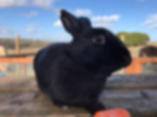 Spud