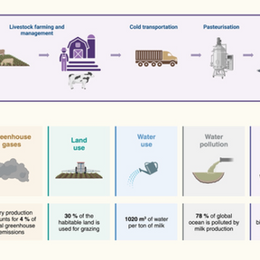 The Cheese Ate Itself: How Bacteria Are Learning to Make Real Dairy Without Cows