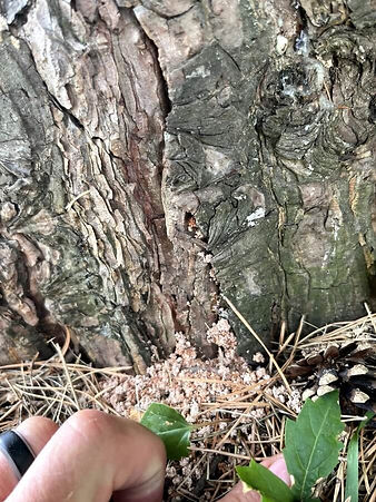 pine-sawyer-beetle-activity.jpg
