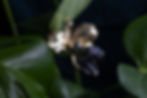 Thumbnail: Black viper necklace
