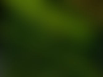 The ultimate guide to preserved moss green walls