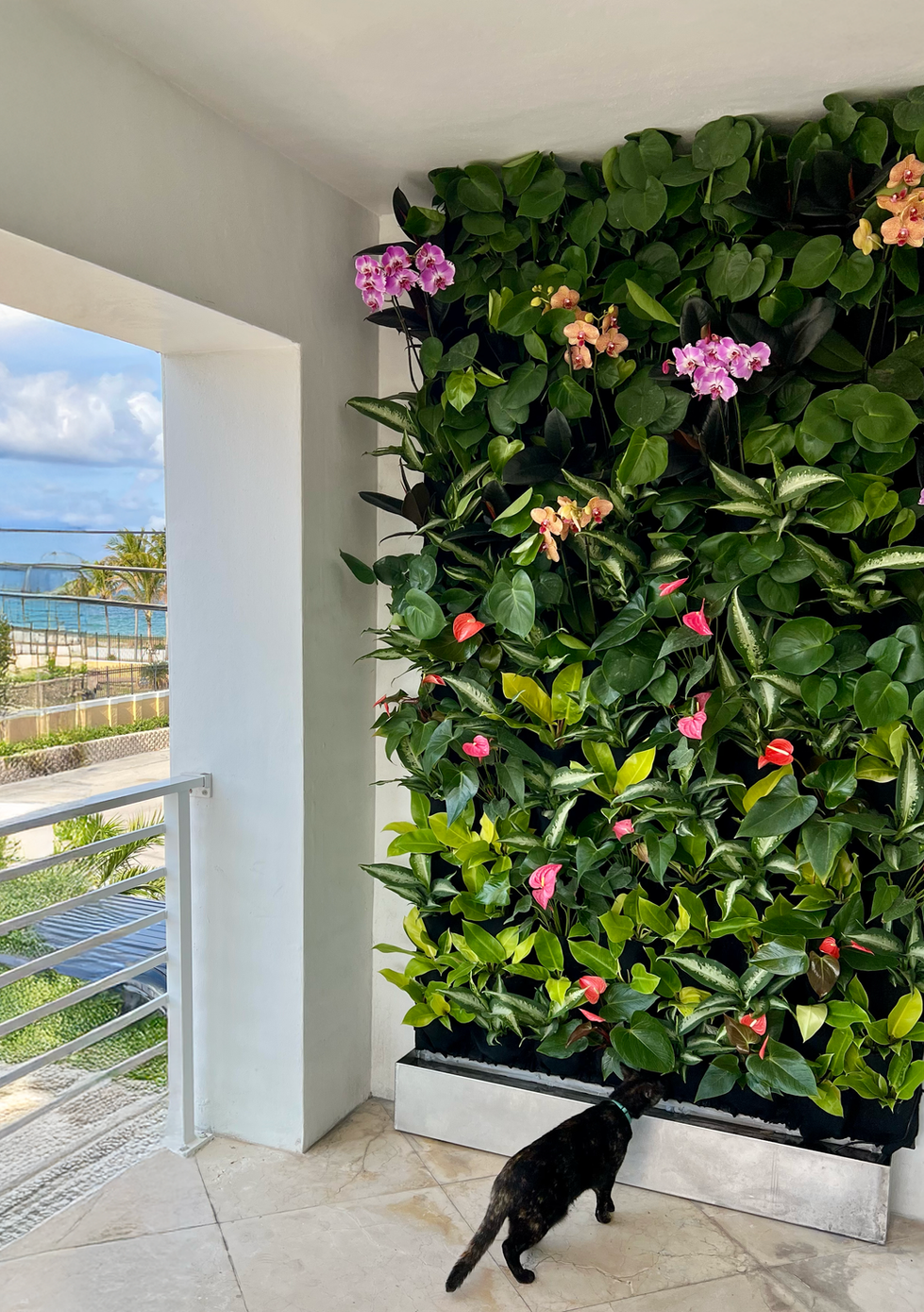 Balcony Living Green Wall, green wall Fort Lauderdale, Fort Lauderdale vertical garden, living green wall in Fort Lauderdale
