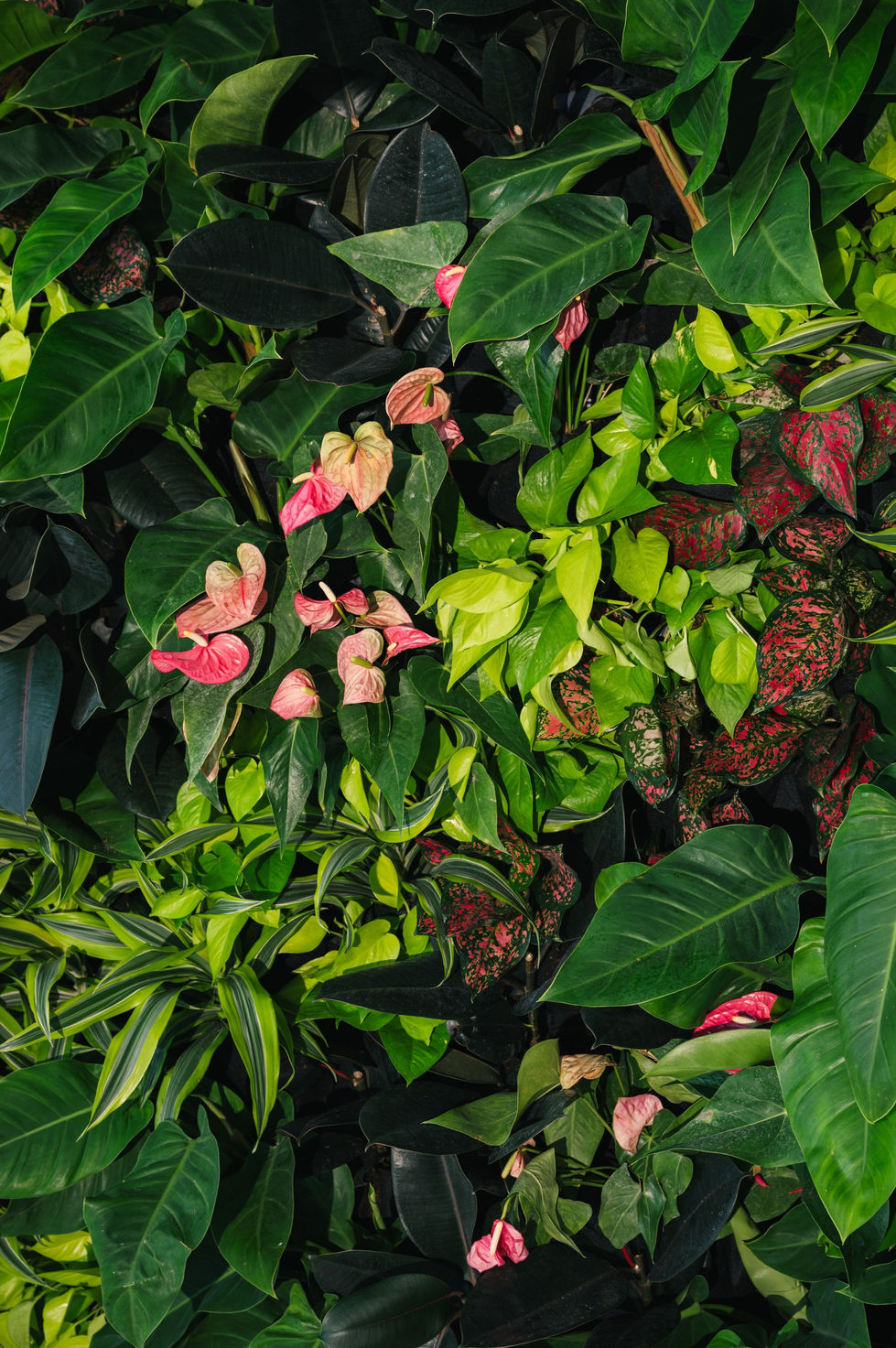 Miami green walls, living green wall Miami beach