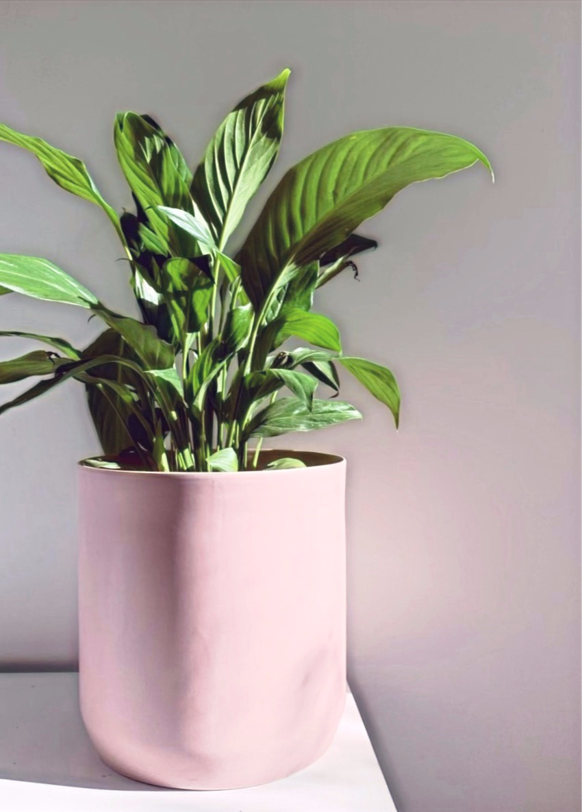 Indoor Plant Delivery Melbourne Flowerbaby