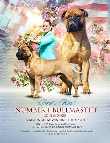 Bullmastiff Remi Winner