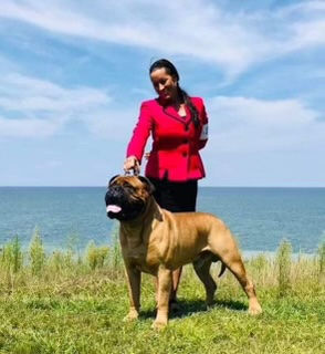 Bullmastiff Remi