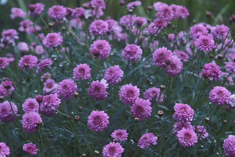 Purple%20Flowers%20_edited.jpg
