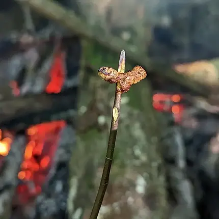 Tierische Notnahrung Insekten essen