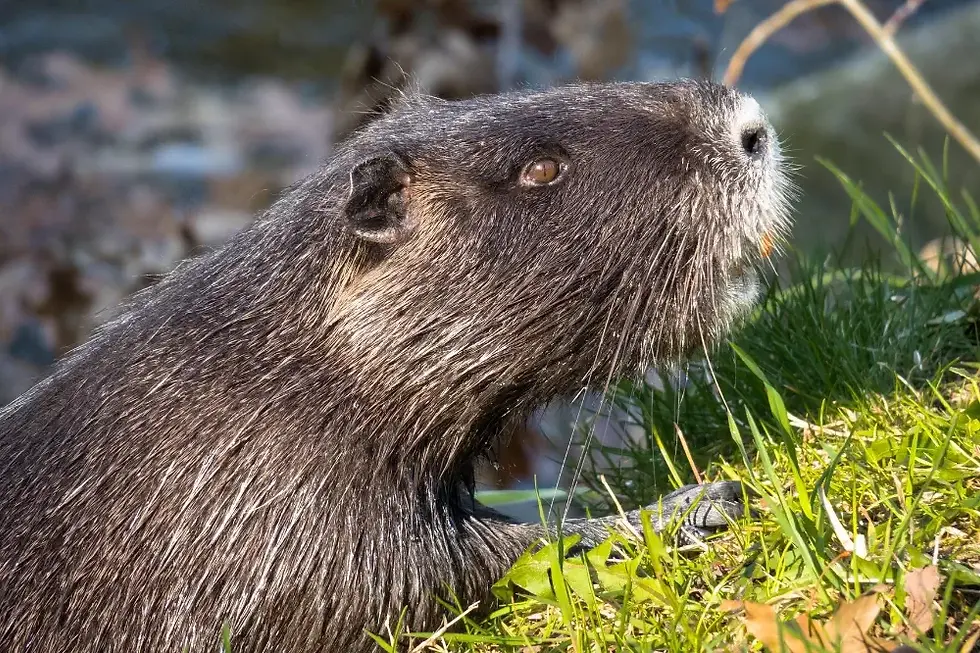 Tierische Survival Nahrung (1): Überlebenschance oder Energiefalle?