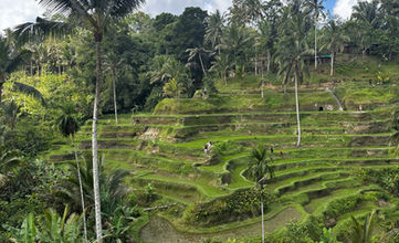 A breathtaking landscape of terraced rice paddies in Bali, Indonesia, displaying the intricate patterns and lush greenery of traditional farming techniques that shape the rural scenery.
