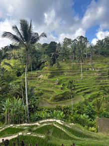 A breathtaking landscape of terraced rice paddies in Bali, Indonesia, displaying the intricate patterns and lush greenery of traditional farming techniques that shape the rural scenery.