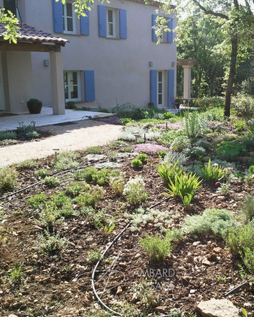 Jardin vivaces et aromatiques méditerranéennes en Provence Création AMBARD PAYSAGE