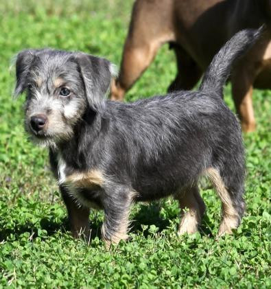 Grey discount jack russell