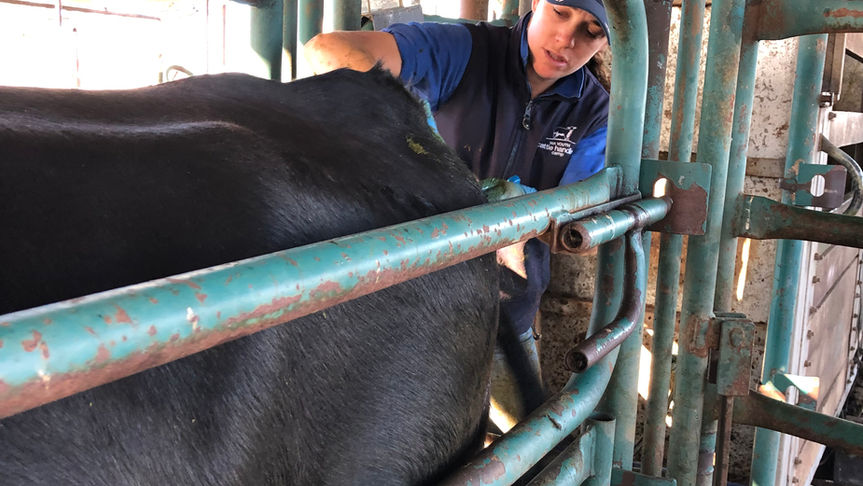 Synchronizing cows