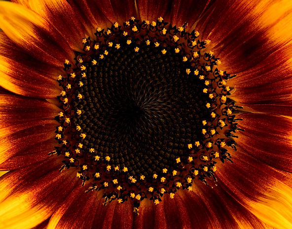 SunFlowerPacifica,CA,U.S.AShelbyCohenPho