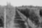 vineyards-PYEA6VU_edited.jpg