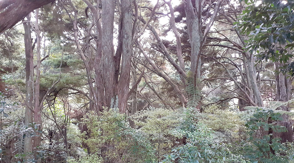 Totara Heights Bush Reserves Clean-up