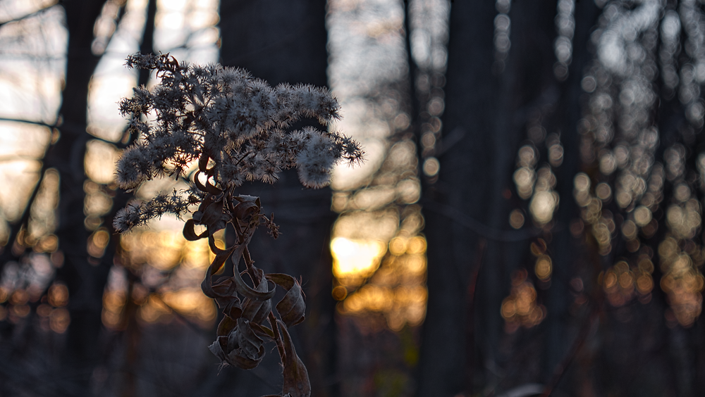 Plant in Sunrise