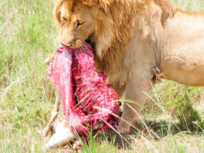 27. Serengeti, antilope tué, volé et manger