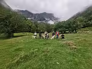 Cani-Randonnée au Chioula (Groupe)