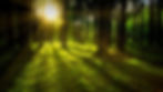 forest-grass-green-1125776.jpg