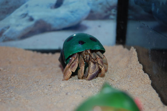 Hermie our classroom pet