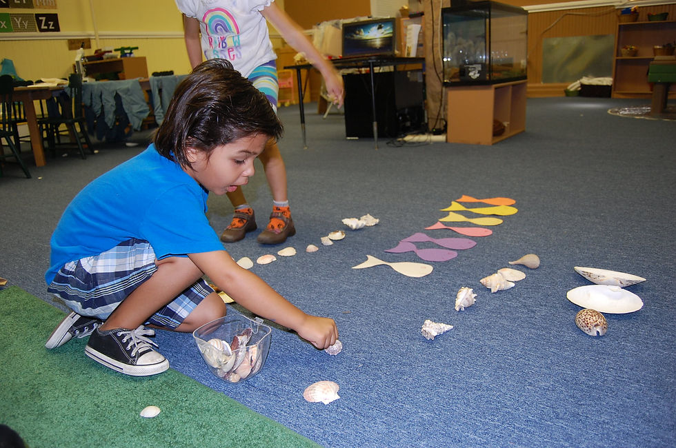 Sea Shell and fish organizing