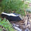 Thumbnail: Skunk