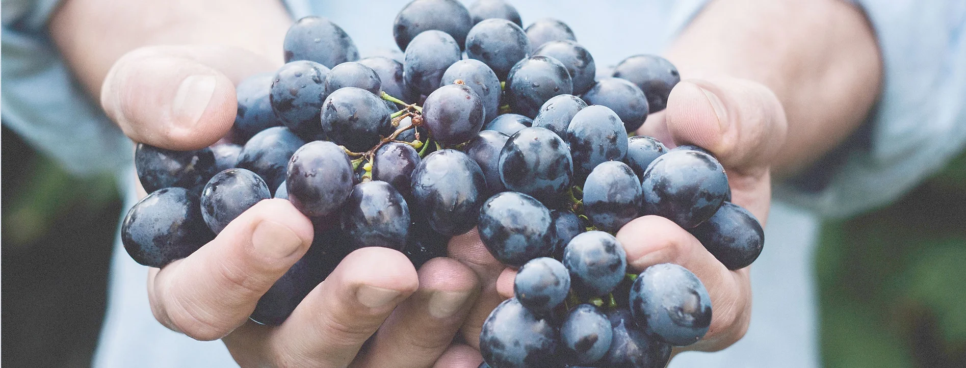 Uvas - gastronomia