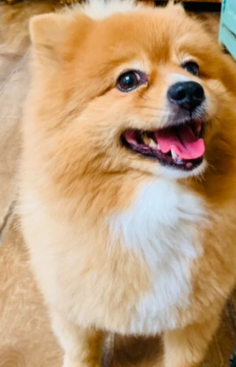 pomerian