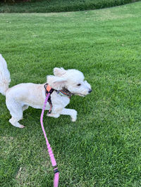 Small white dog running on green grass with a pink leash