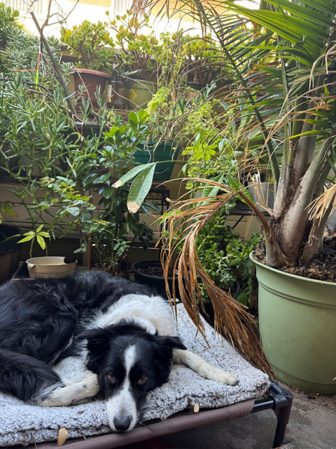Daily dog walks with Irvine dog sitter