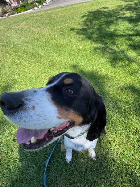 Irvine dog boarding with daily park walks