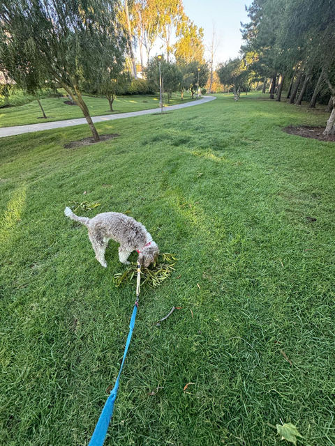 Irvine dog boarding with happy park walks