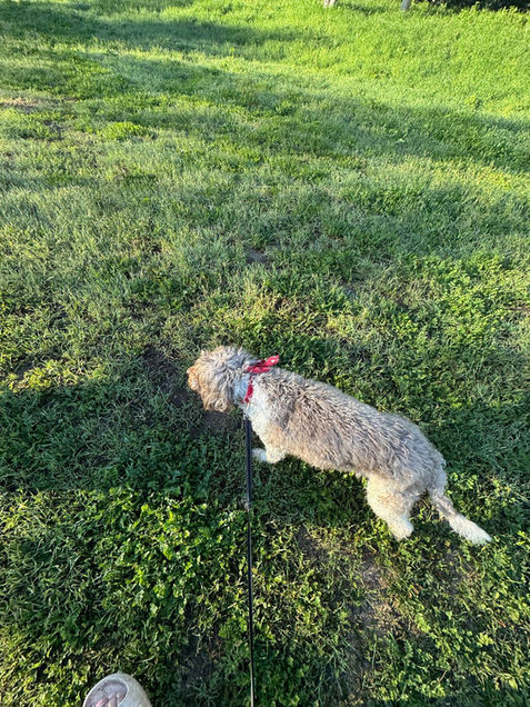 Irvine dog boarding with daily park walks
